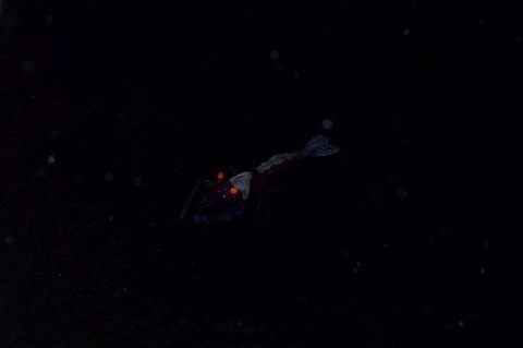 ウミウシカクレエビ