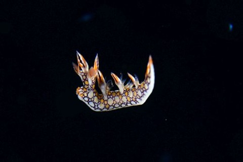 刺激的な水中生物