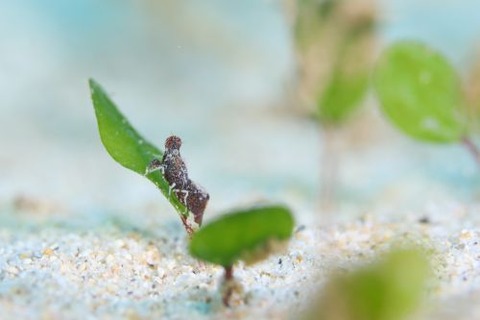 コブタヒラツノモエビ