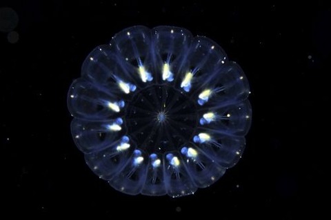 刺激的な水中生物