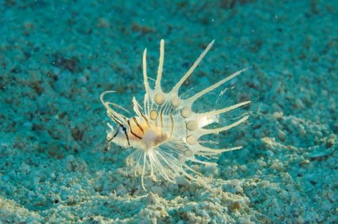 ハナミノカサゴ