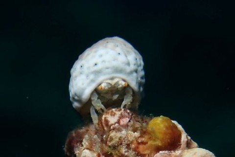 オガサワラカムリ