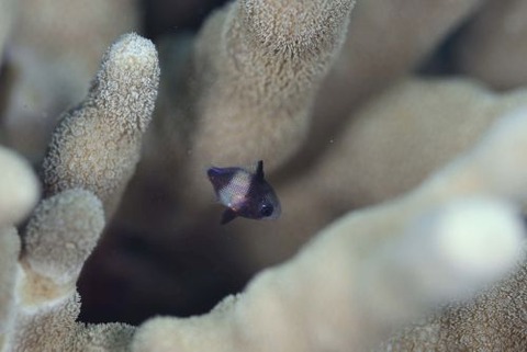 フタスジリュウキュウスズメダイ