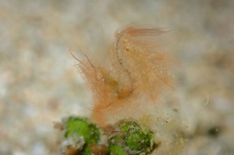 フィコカリス・シムランス