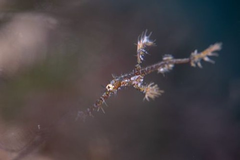 ニシキフウライウオ