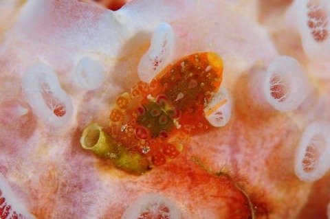 ホヤカクレエビ