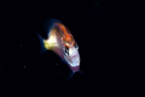 刺激的な水中生物