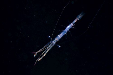 刺激的な水中生物