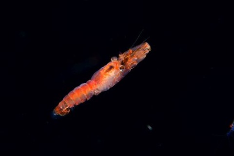刺激的な水中生物