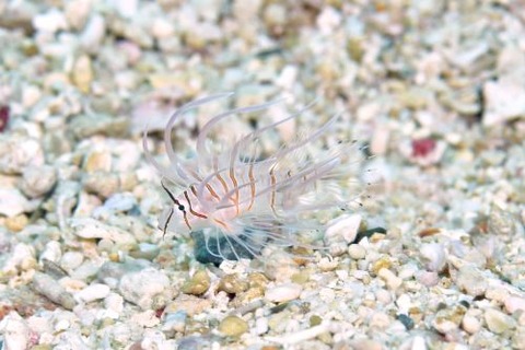 ハナミノカサゴ