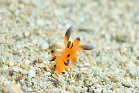 ウデフリツノザヤウミウシ