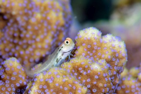 イシガキカエルウオ