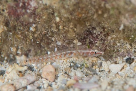 コモンヤナギハゼ