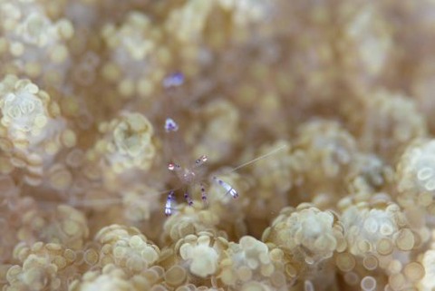 ナデシコカクレエビ