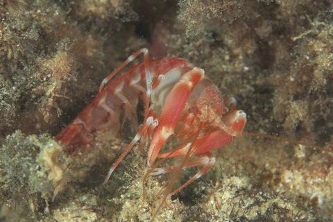 アナエビ科の1種