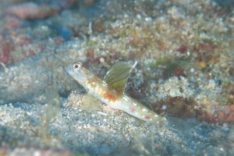 オニハゼ属の1種