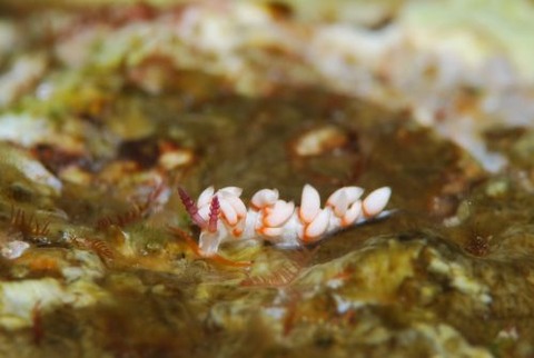 ウミウシ不明種