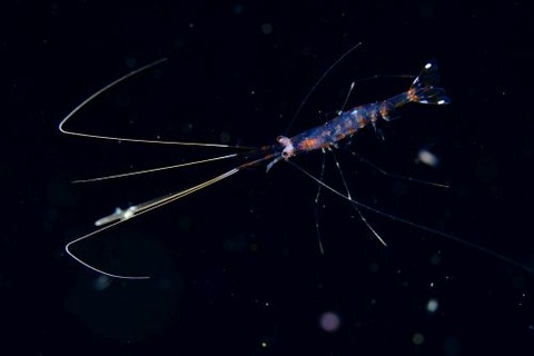 刺激的な水中生物