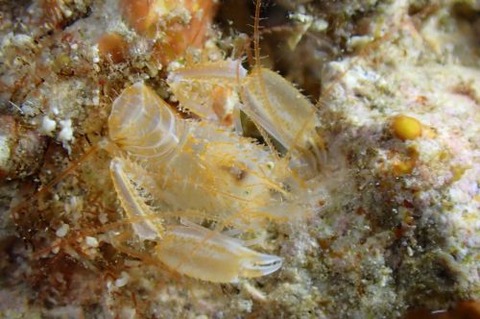 サンゴヒメエビ