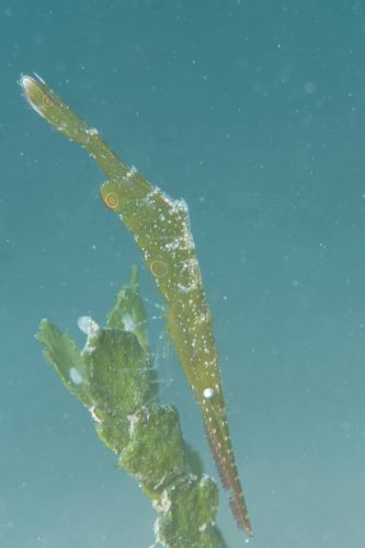 トガリモエビ属の1種