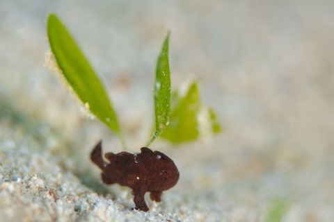 オオモンカエルアンコウ