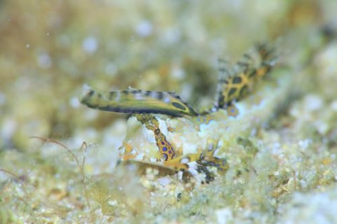 イッポンテグリ