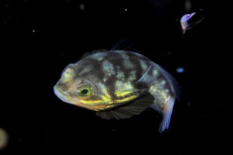 刺激的な水中生物