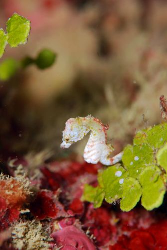 Hippocampus pontohi