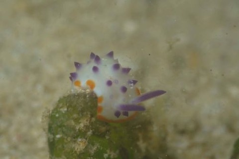 レンゲウミウシ