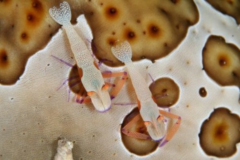 ウミウシカクレエビ