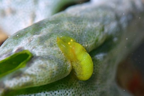 Periclimenaeus storchi