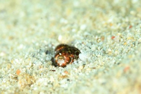 ミミイカ科の1種