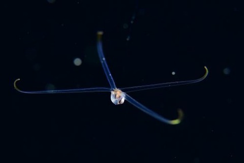 刺激的な水中生物