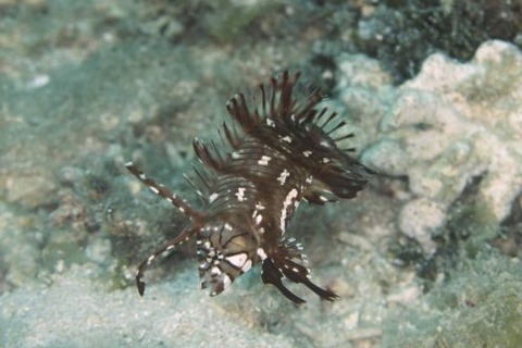 オビテンスモドキ