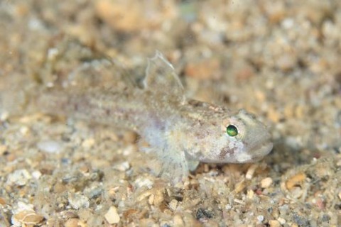 ヨリメハゼ属の1種