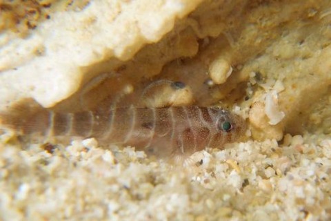 コベンケイハゼ