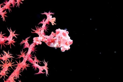 Hippocampus bargibanti