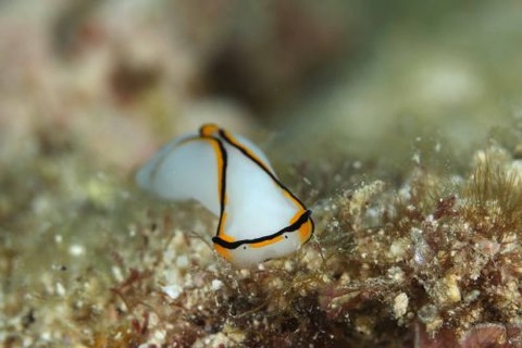 クロヘリシロツバメガイ