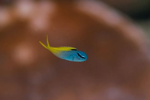 オウゴンニジギンポ