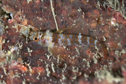 ミカンヘビギンポ