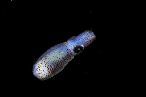 刺激的な水中生物