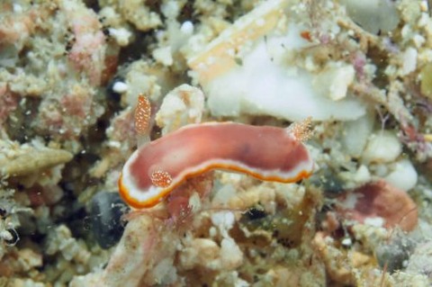 ウミウシ不明種