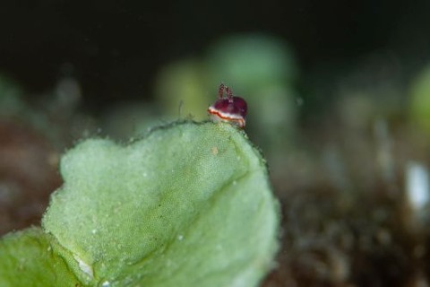 ウミウシ不明種