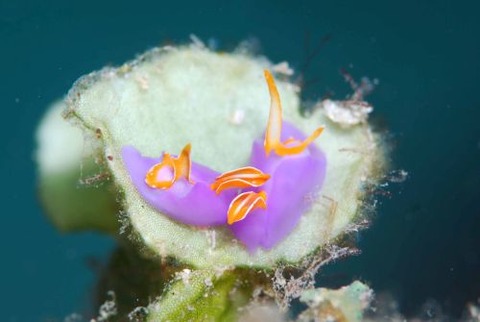 ムラサキウミコチョウ