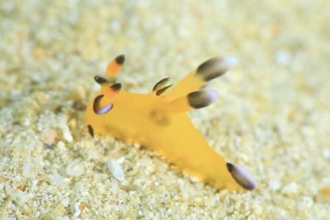 ウデフリツノザヤウミウシ