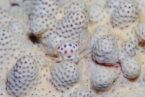 トサカガザミ属の1種