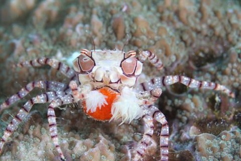 キンチャクガニ