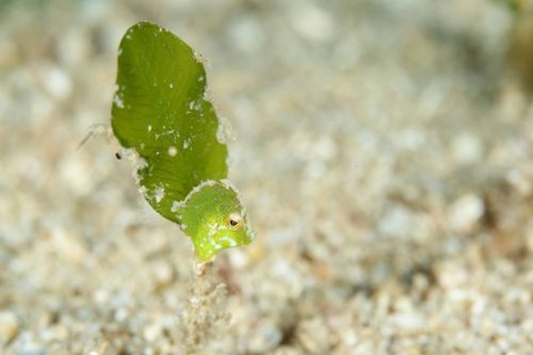 セダカカワハギ