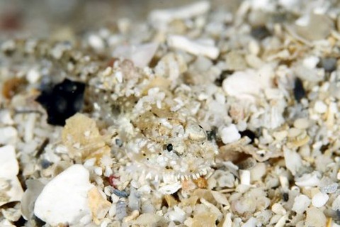 ヒゲモジャハゼ