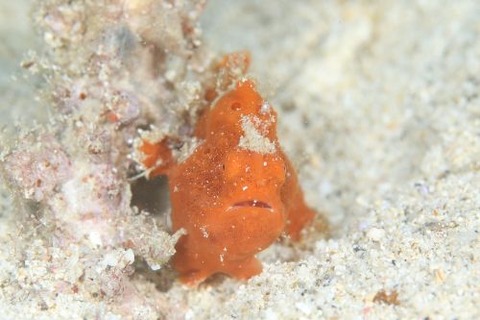 オオモンカエルアンコウ